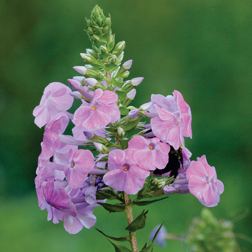 Phlox divaricata (Wild Sweet William)